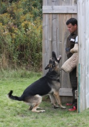 Aragorn zu Treuen Handen IPO3 SchH3 hold and bark